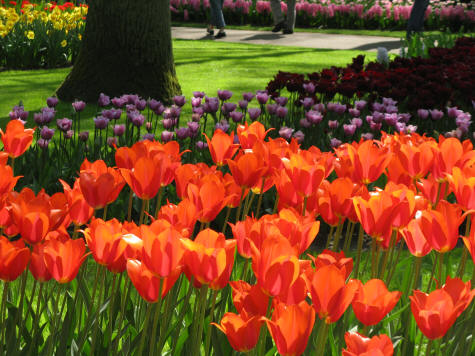 Haarlem to Keukenhof