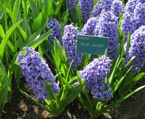 Bulb Flowers at Keukenhof Gardens