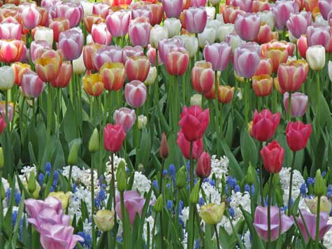 Keukenhof Gardens near Haarlem Netherlands